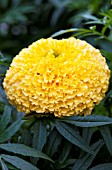 TAGETES ERECTA NARAI YELLOW