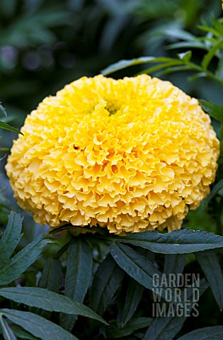 TAGETES_ERECTA_NARAI_YELLOW