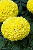 TAGETES ERECTA TAISHAN YELLOW