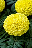 TAGETES ERECTA TAISHAN YELLOW