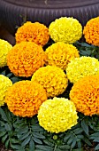 TAGETES ERECTA MIX