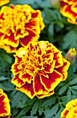 TAGETES PATULA BONANZA BEE