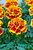 TAGETES PATULA BONANZA FLAME