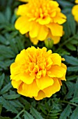 TAGETES PATULA BONANZA GOLD