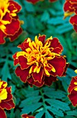 TAGETES PATULA BONANZA HARMONY