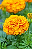 TAGETES PATULA DISCOVERY ORANGE