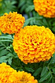 TAGETES PATULA DISCOVERY ORANGE