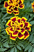 TAGETES PATULA DURANGO BEE