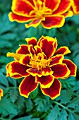 TAGETES PATULA DURANGO FLAME