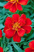 TAGETES PATULA DURANGO RED