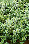 THYMUS CITRIODORUS GOLD LEMON