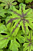 TIARELLA OREGON TRAIL