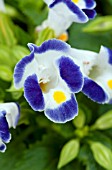 TORENIA LITTLE KISS BLUE AND WHITE