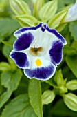 TORENIA LITTLE KISS BLUE AND WHITE