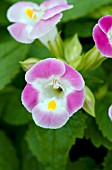 TORENIA LITTLE KISS ROSE PICOTEE