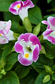 TORENIA LITTLE KISS ROSE PICOTEE