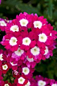 VERBENA AZTEC BURGUNDY WINK