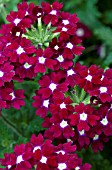 VERBENA AZTEC BURGUNDY