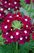 VERBENA AZTEC BURGUNDY