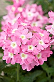 VERBENA AZTEC PINK