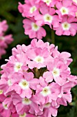 VERBENA AZTEC PINK