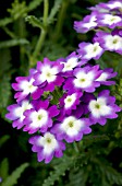 VERBENA AZTEC VIOLET WINK