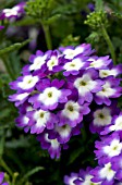 VERBENA AZTEC VIOLET WINK