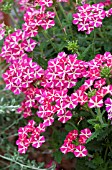 VERBENA ESTRELLA PINK STAR