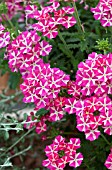 VERBENA ESTRELLA PINK STAR