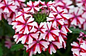 VERBENA LANAI CANDY CANE