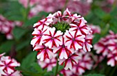 VERBENA LANAI CANDY CANE