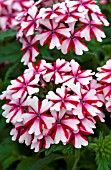 VERBENA LANAI CANDY CANE