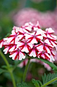 VERBENA LANAI CANDY CANE