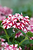 VERBENA LANAI CANDY CANE