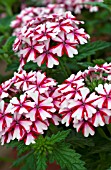 VERBENA LANAI CANDY CANE