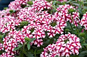 VERBENA LANAI CANDY CANE