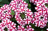 VERBENA LANAI CANDY CANE