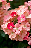 VERBENA LANAI PEACH