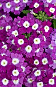 VERBENA LANAI UPRIGHT BLUE WITH EYE