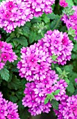 VERBENA LANAI UPRIGHT BRIGHT ROSE