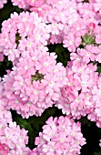 VERBENA LANAI UPRIGHT PINK