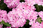 VERBENA LANAI UPRIGHT PINK