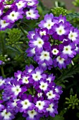 VERBENA LASCAR BIG EYE PURPLE