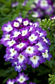 VERBENA LASCAR BIG EYE PURPLE