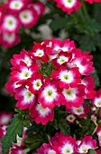 VERBENA LASCAR BIG EYE RED ROSE