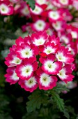 VERBENA LASCAR BIG EYE RED ROSE