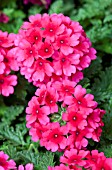 VERBENA LASCAR COMPACT HOT ROSE