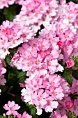 VERBENA LASCAR COMPACT PINK