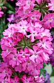 VERBENA MAGELANA PLUM FROST