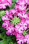 VERBENA MAGELANA PLUM FROST